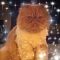 Cathie C. Avatar
